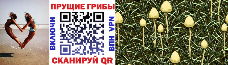 Псилоцибиновые грибы Magic Shrooms  Приволжск 